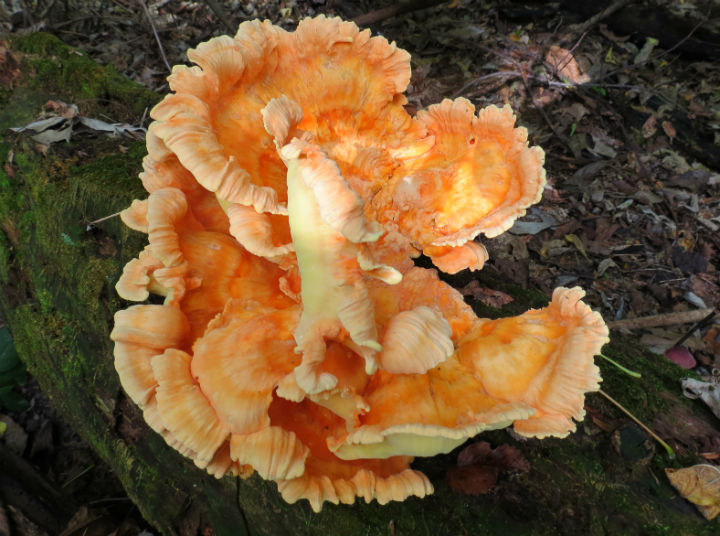 Chicken of the Woods